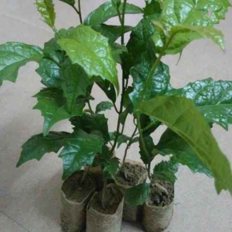 CÂY HOA LỒNG ĐÈN