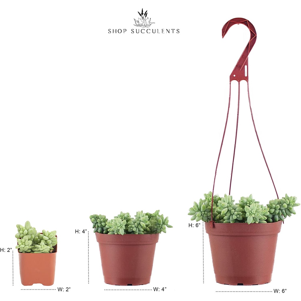 Bộ sưu tập Rosette rạng rỡ | Các loại HẠT GIỐNG Cây mọng nước hình hoa hồng trong nhà được chọn lọc bằng tay