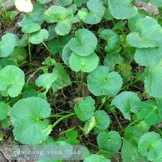 Hạt giống rau má