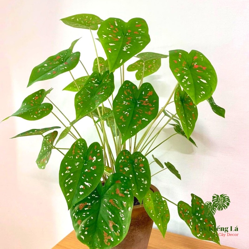 Củ Caladium bicolor red white sport  huyền thoại.