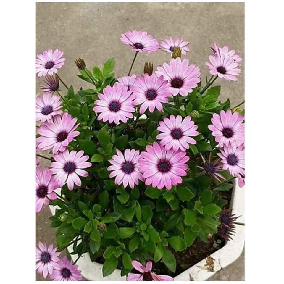 100H Cúc Châu Phi đẹp nhẹ, dịu dàng