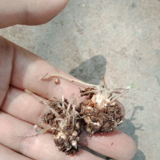 2 củ me chua hoa hồng