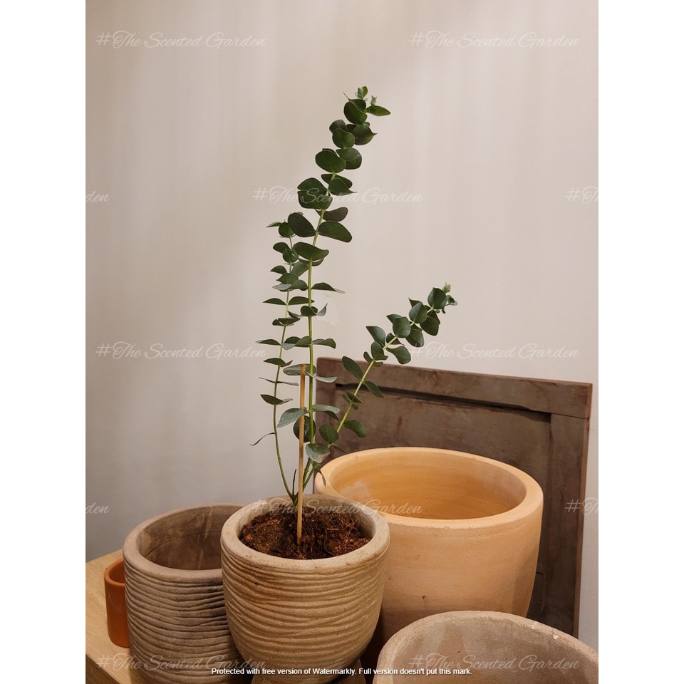 Cây Khuynh Diệp Lá Bạc - Baby Blue Eucalyptus