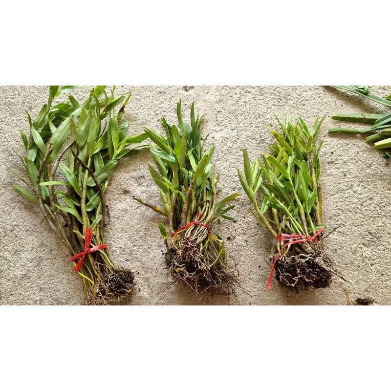 Thập hoa 35k 1 bó