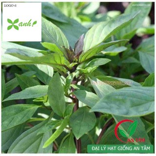 Hạt giống rau húng quế 2g