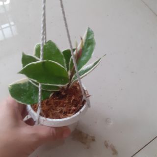 Cẩm cù lá cẩm thạch