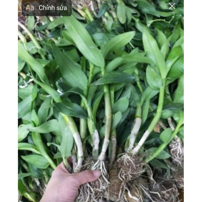 Cây giống lan dendro hoa quanh năm cây tơ 150k/10khóm