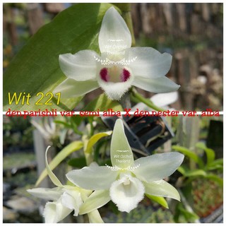 lan trầm 5 cánh trắng