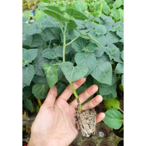 Cây giống Thù lù vàng nam mỹ, cây ươm vỉ