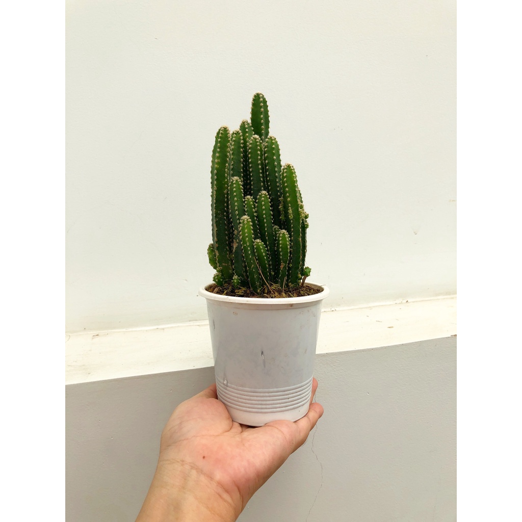 Cây Xương Rồng Thanh Sơn  - Cây cao 10 - 20cm, Cây trang trí văn phòng, dễ trồng
