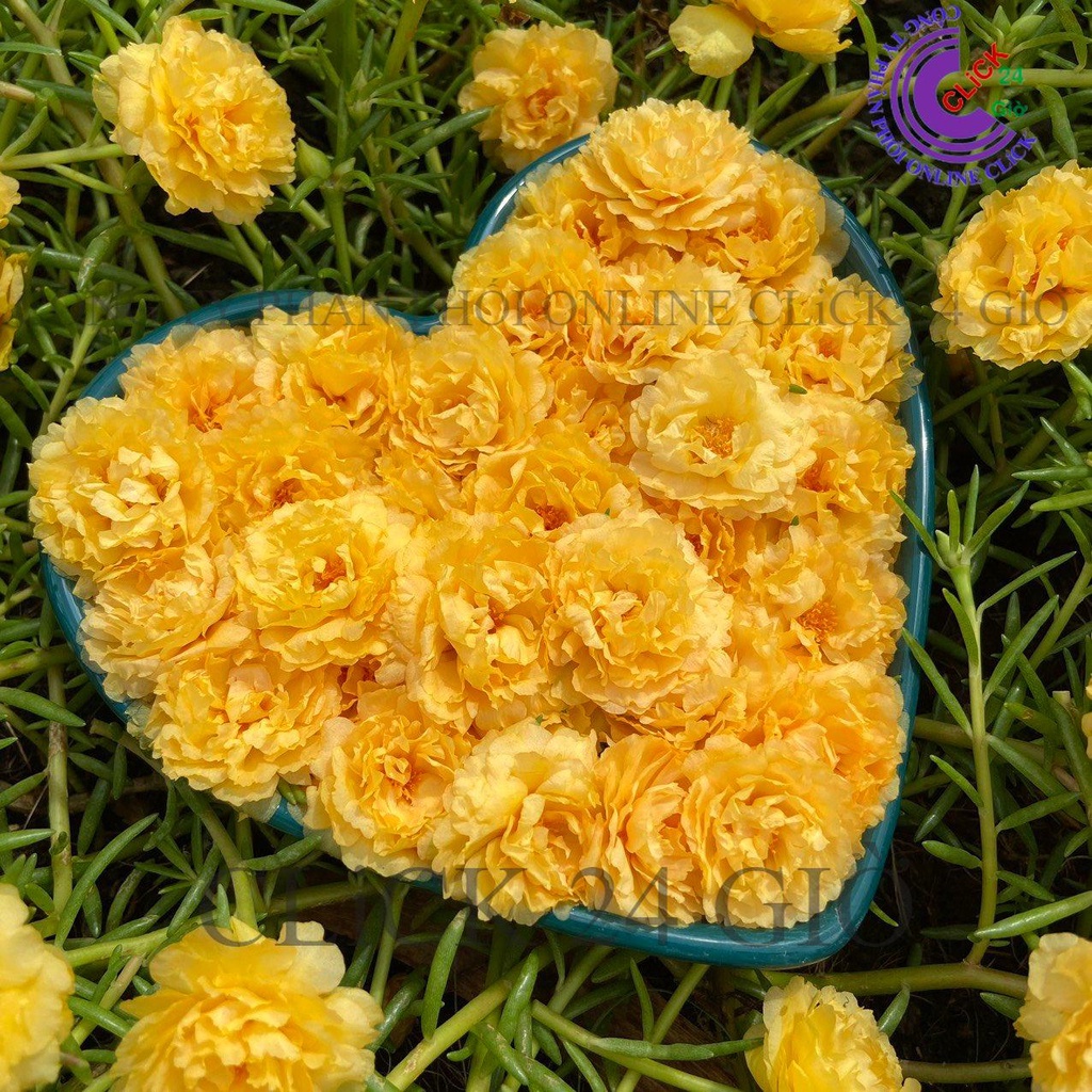 Cành Hoa Mười Giờ Thái Kép Nhiều Màu Cho Người Sưu Tầm Bộ Sưu Tập 30 Màu 0817774747