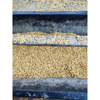 lúa cho chim, gà, vịt, ngan ăn [1kg]