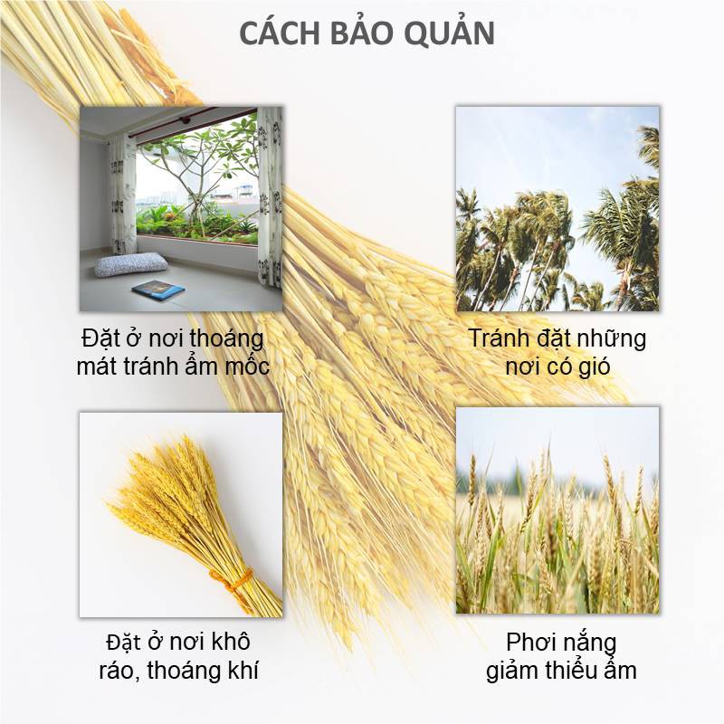 Bó Hoa 100 Bông Lúa Mạch Khô Decor Trang Trí