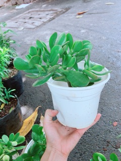 Chậu Ngọc Bích