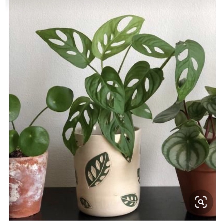 Trầu bà lỗ