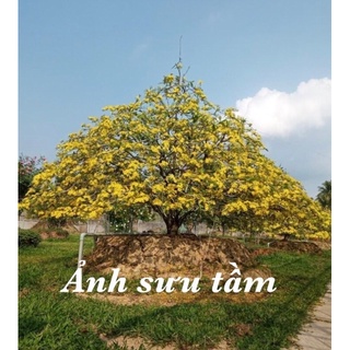 Rụng lá mai Max Flower (gói 200g)