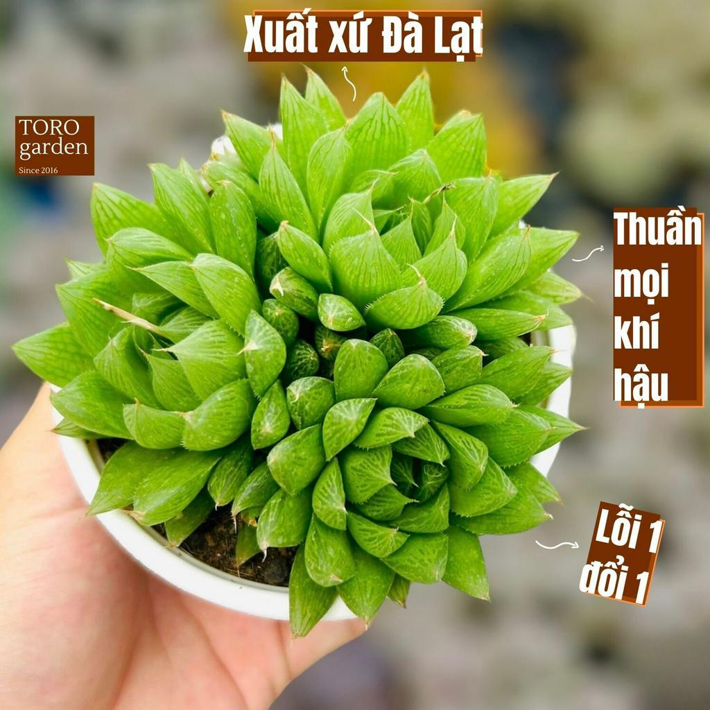 Sen đá dạ quang Đà Lạt size trung bình cây cảnh trang trí nhà cửa Toro garden