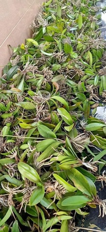 tiểu hồ điệp rừng 3cây 25k