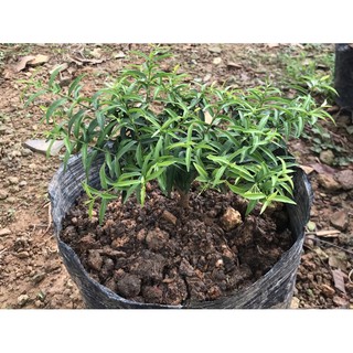 Cây mai chiếu thuỷ nhỏ
