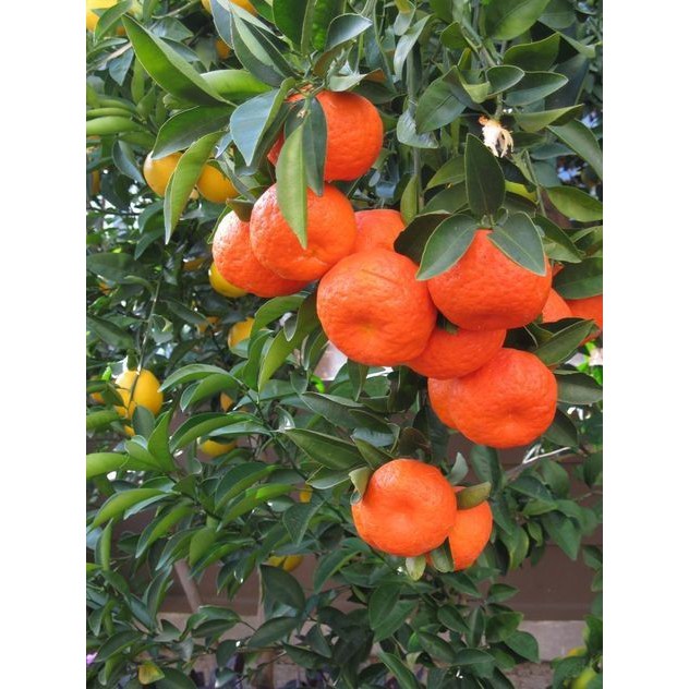 CÂY QUÝT SIÊU NGỌT RA TRÁ 4 MÙA TRỒNG 6 THÁNG RA HOA + Tặng  phân hữu cơ cao cấp