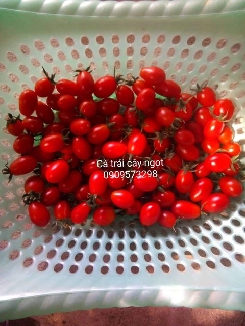 Hạt giống cà chua bi cà chua trái cây siêu ngọt Sugar cherry giống hữu cơ Mỹ chịu nhiệt tốt sai quả và ngon ngọt