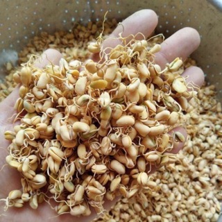Mầm đậu nành nguyên xơ mẹ bông combo 3kg