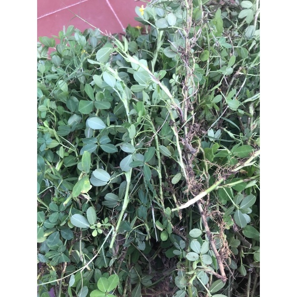 2kg cỏ lạc cỏ đậu phộng trồng thảm công viên