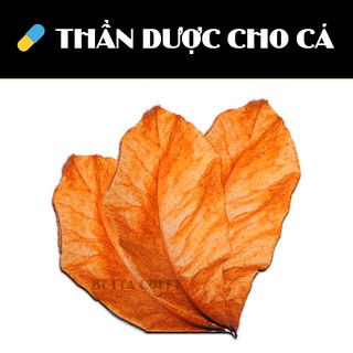 LÁ BÀNG KHÔ - THẦN DƯỢC CÁ CẢNH