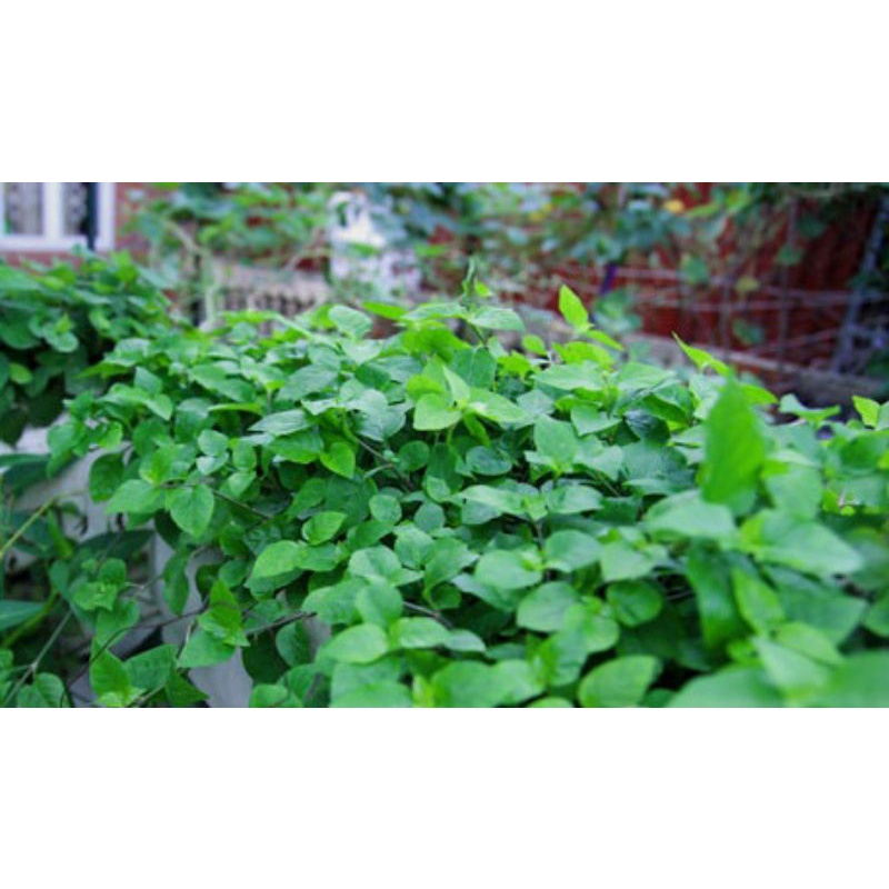 Rau ngót Nhật 50cây 30k