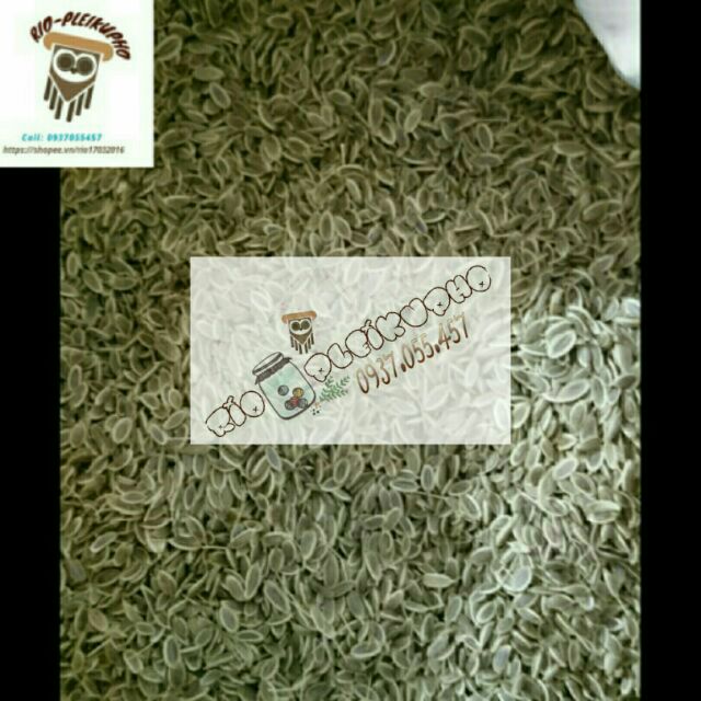 HẠT THÌ LÀ GIẢM CÂN