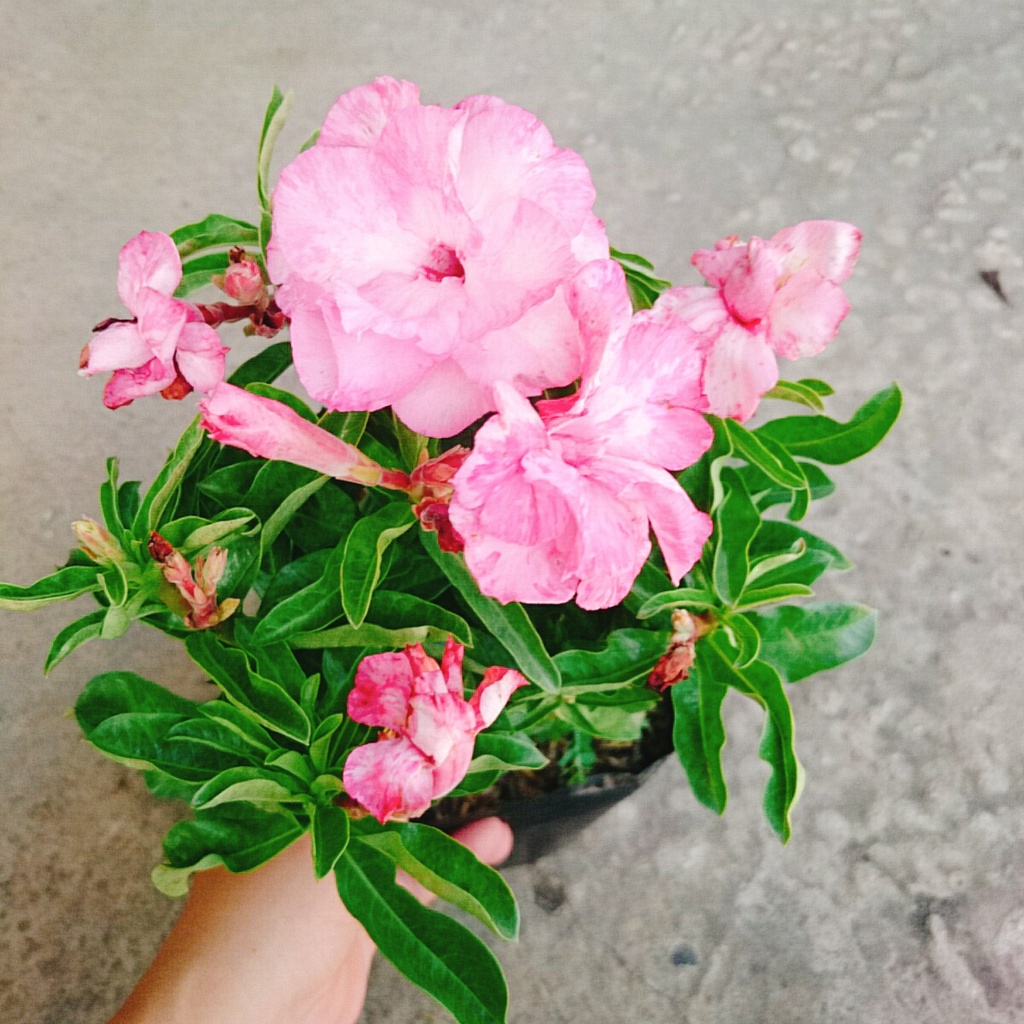 Cây Hoa Sứ Kỳ Duyên - cây cảnh để bàn