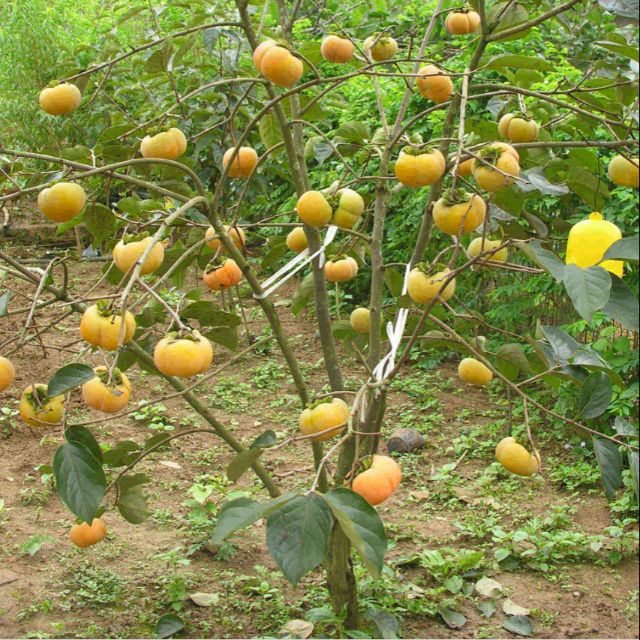 Cây giống hồng giòn