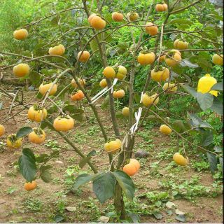 Cây giống hồng giòn