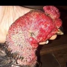 Inflame  -- dinh dưỡng cho gà sau đá về