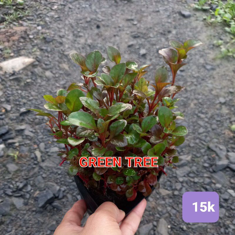 Cây giống cải xà lách xoong Nhật
