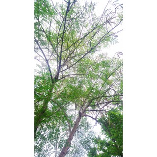 Hạt giống cây chùm ngây