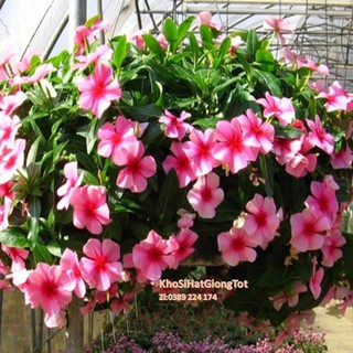 Gói 50 Hạt Giống Hoa Dừa Cạn Lùn RỦ Mix Màu (Vinca Mix)