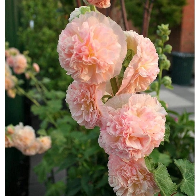 HẠT GIỐNG CẨM CHƯỚNG ĐẸP DỄ TRỒNG NẢY MẦM CỰC ĐỈNH TomorrowSeeds - Summer Carnival Hollyhocks Seeds - Count Packet