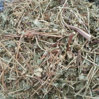 CÂY LẠC TIÊN KHÔ nghệ An
