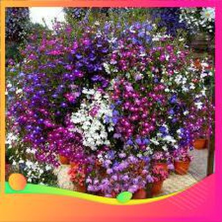 Hạt giống hoa loberia mix - 50 hạt vietgar