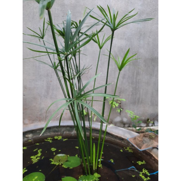 Thủy trúc việt 70 cây 50 k