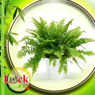 Cây Dương Xỉ  hút bức xạ và ion (+)