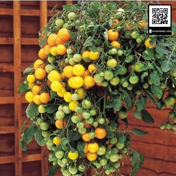 [Bán sỉ] - Hạt giống cà chua bi chùm vàng