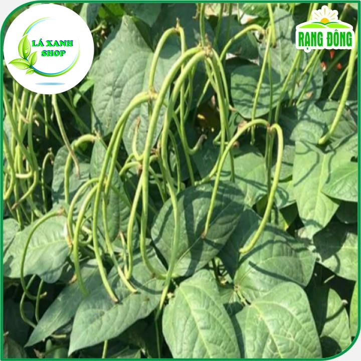 20g Hạt giống Đậu Đũa Ngọt