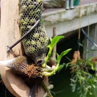 PHÂN DÊ  BÓN LAN VÀ CÁC LOẠI CÂY TRỒNG -