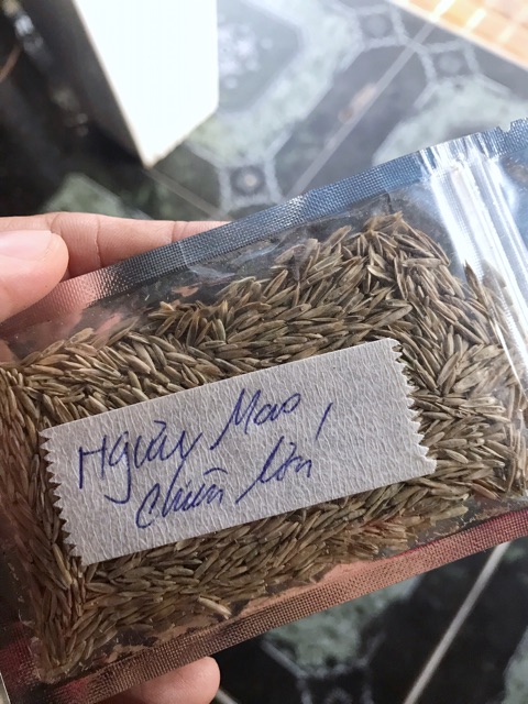 HẠT GIỐNG THỦY SINH NGƯU MAO CHIÊN CAO 10g