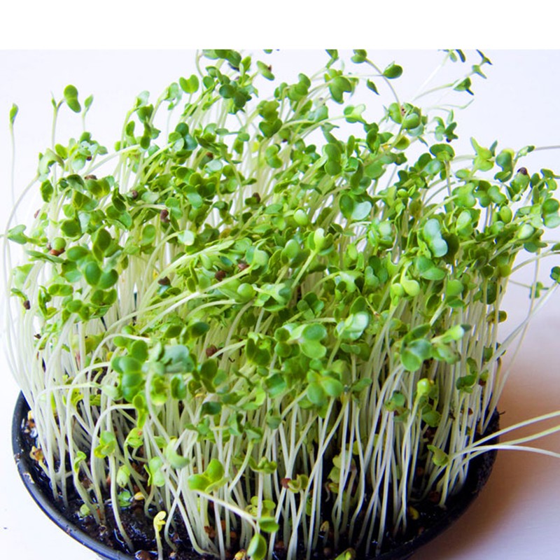 Hạt Giống Mầm Bông Cải Xanh 10Gr