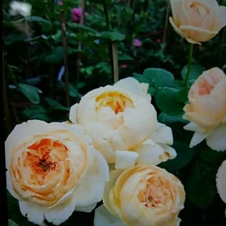 Hạt giống hoa hồng loại 6