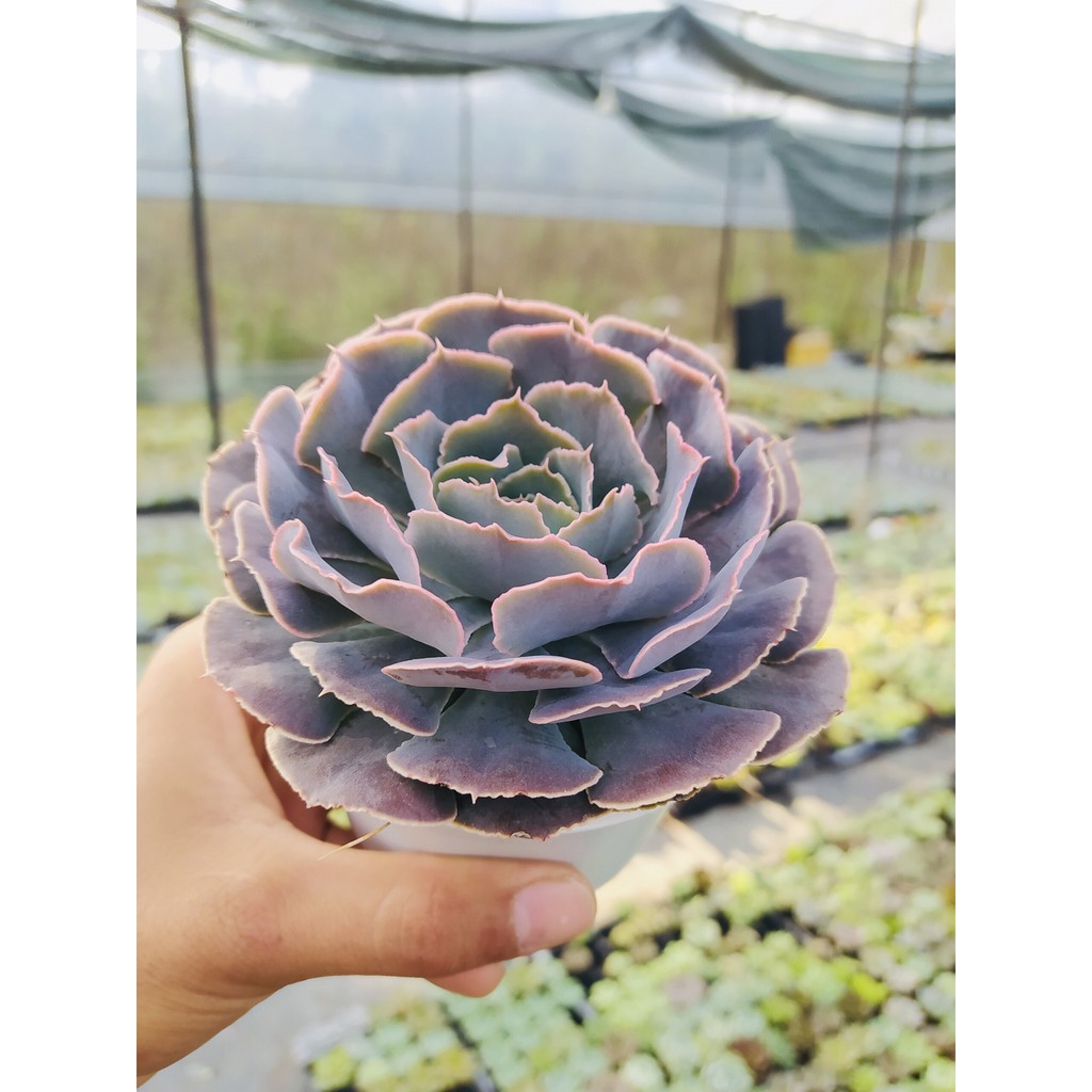 Sen đá bắp cải light purple SONDA GARDEN size trung bình 10-12cm, xuất xứ Đà Lạt, khoẻ đẹp, lỗi 1 đổi 1