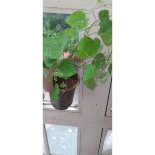 cây sương sâm lông.